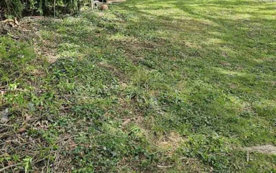 Photo of Vernon K.'s yard after getting landscaping in Lancaster, PA