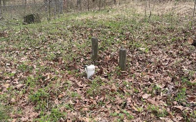 Photo of Susan C.'s yard after getting landscaping in Byhalia, MS