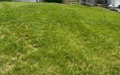 Photo of Patricia C.'s yard after getting landscaping in Omaha, NE