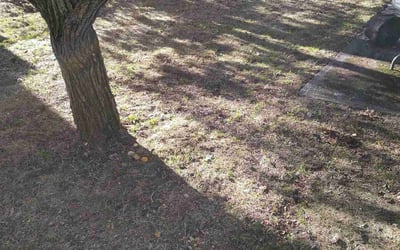 Photo of Judy R.'s yard after getting tree care in Seattle, WA