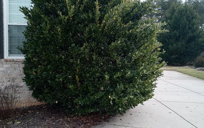 Photo of Tiffany H.'s yard after getting landscaping in Randleman, NC
