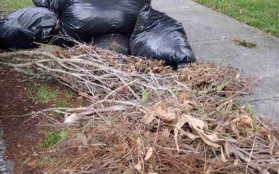 Photo of Nicole P.'s yard after getting landscaping in Crystal Beach, FL