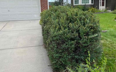 Photo of Kathy W.'s yard after getting tree care in Monument, CO