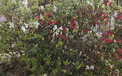 Photo of Forrest D.'s yard after getting landscaping in Semmes, AL