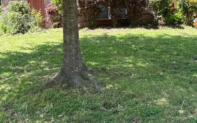 Photo of Angela B.'s yard after getting landscaping in Clinton, MS