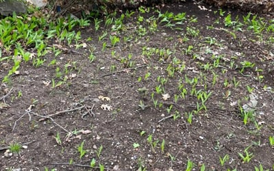 Photo of Michael D.'s yard after getting landscaping in South Weymouth, MA