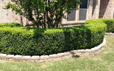 Photo of Theresa S.'s yard after getting landscaping in Burleson, TX