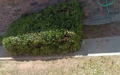 Photo of Alicia R.'s yard after getting landscaping in San Elizario, TX