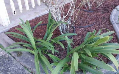 Photo of Marlene S.'s yard after getting landscaping in La Place, LA