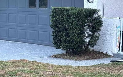 Photo of Stacey C.'s yard after getting landscaping in Dunedin, FL