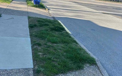 Photo of Henrietta O.'s yard after getting tree care in Broomall, PA
