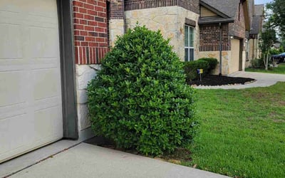 Photo of Adrian A.'s yard after getting landscaping in Richmond, TX