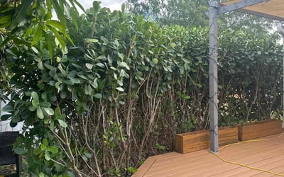 Photo of Tammy A.'s yard after getting tree care in West Palm Beach, FL