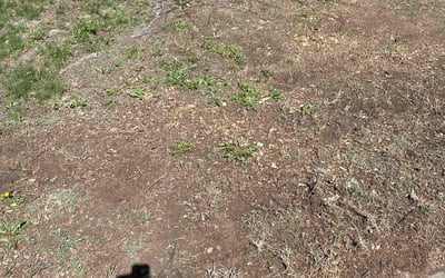 Photo of Kerith E.'s yard after getting landscaping in Denver, CO