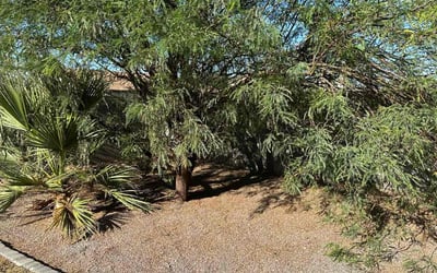 Photo of Kristen H.'s yard after getting landscaping in Sacaton, AZ