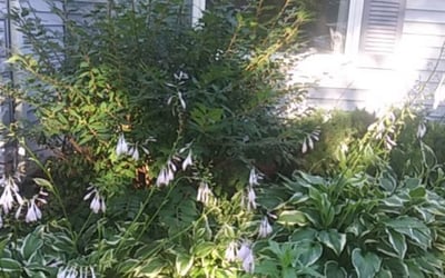 Photo of Susan S.'s yard after getting landscaping in Princeton, MN