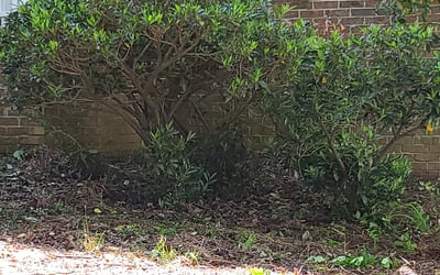 Photo of Grace C.'s yard after getting landscaping in Oak Ridge, NC