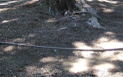 Photo of Kristen C.'s yard after getting landscaping in Independence, OH