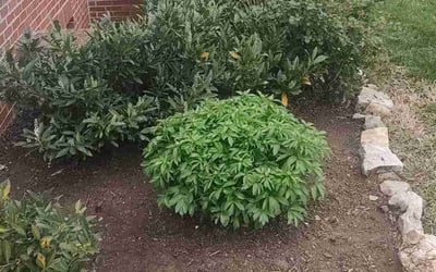 Photo of Harika C.'s yard after getting landscaping in Arlington, VA