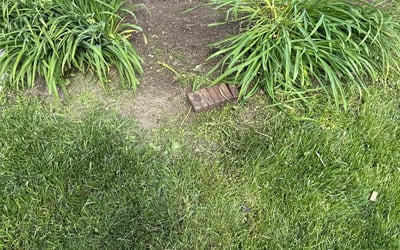 Photo of Mary R.'s yard after getting landscaping in Fishers, IN