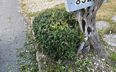 Photo of Diana U.'s yard after getting tree care in Windsor, VA