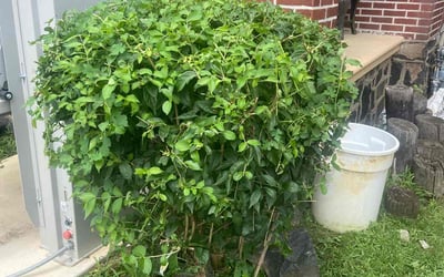 Photo of Robert D.'s yard after getting landscaping in Pennsville, NJ