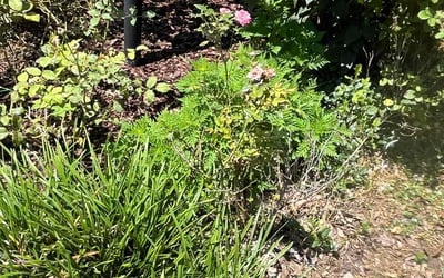 Photo of Richard B.'s yard after getting landscaping in Chester Gap, VA