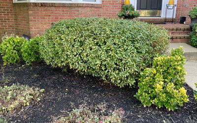 Photo of Kenneth T.'s yard after getting lawn care in Lanham, MD