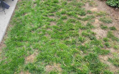 Photo of Kristen C.'s yard after getting landscaping in Boulder, CO