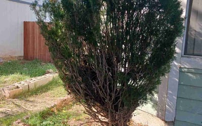 Photo of Shannon C.'s yard after getting landscaping in North Hills, CA