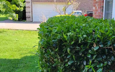 Photo of Joe L.'s yard after getting landscaping in Centerville, TN