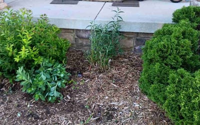 Photo of Daryl S.'s yard after getting landscaping in Cottage Grove, WI