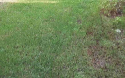 Photo of Tina S.'s yard after getting landscaping in Puyallup, WA