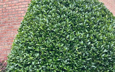Photo of Joanne P.'s yard after getting landscaping in Flovilla, GA
