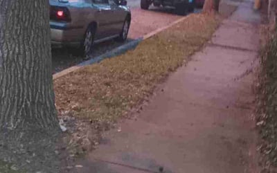 Photo of Jason K.'s yard after getting landscaping in Parker, KS