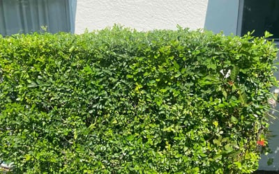 Photo of Julia L.'s yard after getting landscaping in Palm Beach Gardens, FL