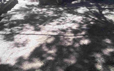 Photo of Heather S.'s yard after getting landscaping in Prairie Lea, TX