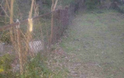 Photo of Michelle B.'s yard after getting landscaping in Upper Darby, PA