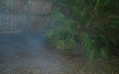 Photo of Margaret C.'s yard after getting landscaping in Mc David, FL