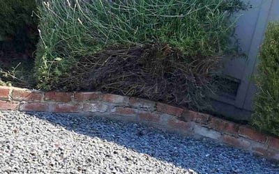 Photo of Katie P.'s yard after getting landscaping in Sacramento, CA