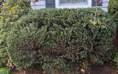 Photo of Ananda R.'s yard after getting tree care in Chantilly, VA