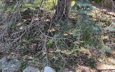 Photo of Jennifer S.'s yard after getting landscaping in Woodville, WI