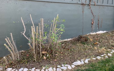 Photo of Michael S.'s yard after getting landscaping in Creighton, MO