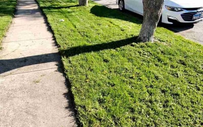 Photo of Paula S.'s yard after getting landscaping in Streamwood, IL