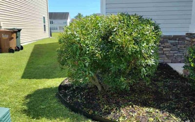 Photo of Jen S.'s yard after getting landscaping in Burgaw, NC