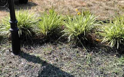 Photo of Sheila J.'s yard after getting tree care in Disputanta, VA