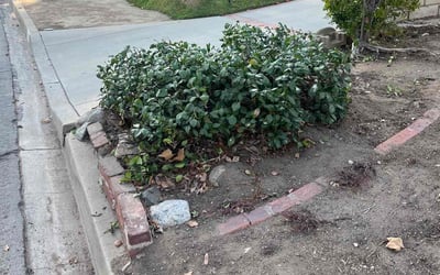 Photo of John B.'s yard after getting landscaping in Sherman Oaks, CA