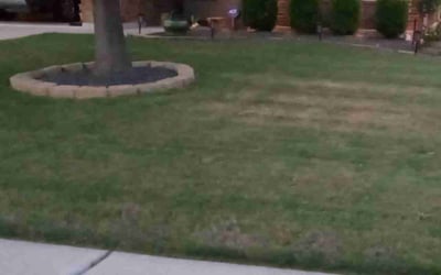 Photo of Debe A.'s yard after getting landscaping in Smithville, TX