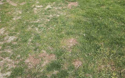Photo of John J.'s yard after getting landscaping in Noblesville, IN