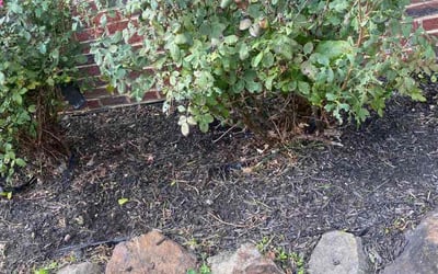 Photo of Terri C.'s yard after getting landscaping in Broomes Island, MD